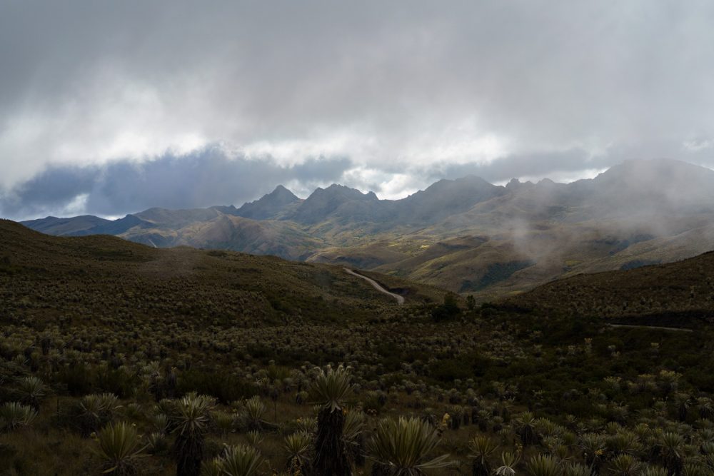 The last of the sun with frailejones for days